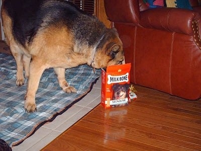 Beau the German Shepherd has its head in a milk bone box in front of a leather chair