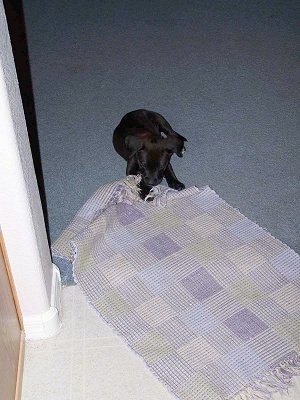 Scout the Boxador Puppy is laying on a carpet and chewing up a throw rug