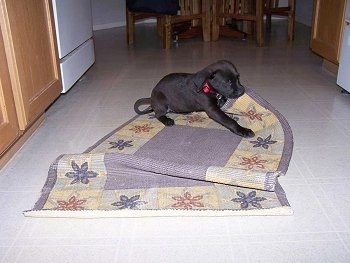 Scout the Boxador puppy is laying on a throw rug and chewing on the corner of it