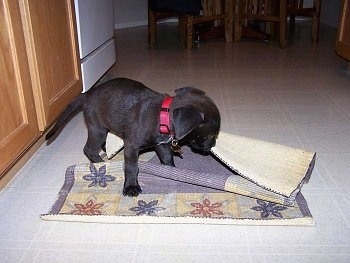Scout the Boxador Puppy is pulling the rug he is chewing