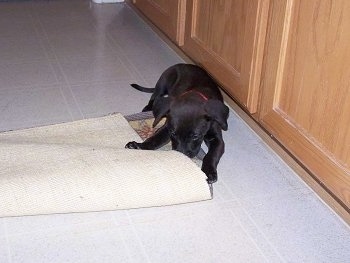 Scout the Boxador Puppy is laying on a tiled floor and chewing on a throw rug
