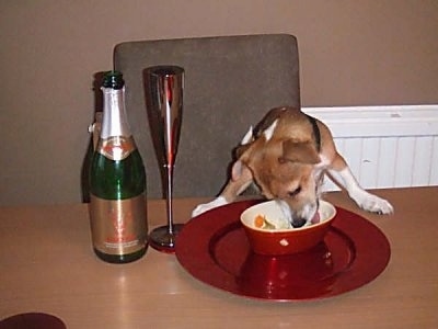 Butch the Chihuahua / Jack Russell mix is eating food out of a bowl on a table next to a bottle and tall glass of Champagne