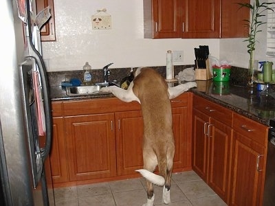 Ceasar the St. Bernard jumped up at a countertop and looking into a kitchen sink