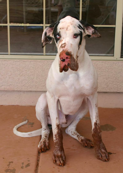 Rocky the white Great Dane is sitting outside on a porch with a lot of brown mud on his paws and up his legs