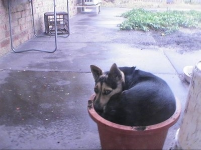 Speckles the German Shepherd/Kelpie hybrid is sleeping in a flower pot