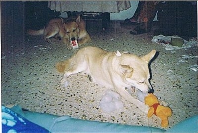 Rudy and Robin the Lab/Husky Mixes are chewing up a KFC container and Winnie the Pooh plush toy