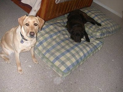 Sady the yellow Lab is sitting next to a set of dog bed pillows. Wilbur the Chocalate Lab is sleeping on both of the dog beds in front of a human's bed