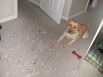 Sady the Yellow Lab is laying on a carpet in a hallway with a red dog bone next to it. There are feathers all over the floor in front of her