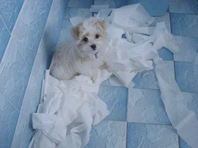 Daisy the Malti-poo is sitting in a blue bathroom and surrounded by toilet paper which is all over the floor