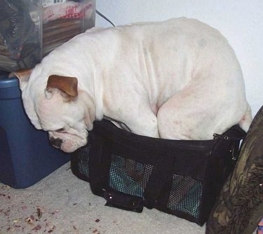 Brandy Ann the Olde Victorian Bulldogge is trying to sit in a small carrier and looking at the ground