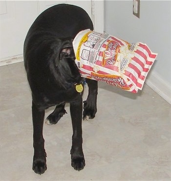 Jake the Pointer Bay Puppy has a bag of Orville Redenbacher microwave popcorn on his head in front of a front door