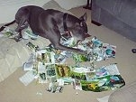 Greyhound Chewing up Magazines