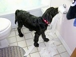 Labradoodle Puppy Chewing up the Toilet Paper