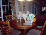 Puggle standing on the Dining Room Table and chewing up a magazine