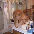 Goldendoodle Puppy standing on the Bathroom Sink!