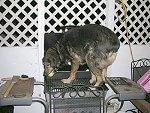 Aussie/ Rott Mix Caught on the Grill Retrieving a Ball!