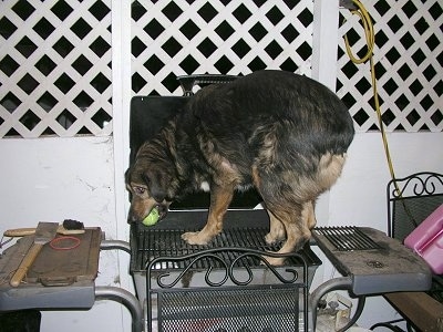 Tassloff the Aussie/ Rott mix is standing on a grill with a tennis ball in his mouth.