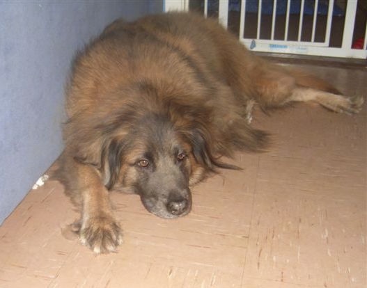 Rio the Estrela Mountain Dog is laying against a wall in a house in front of a gate