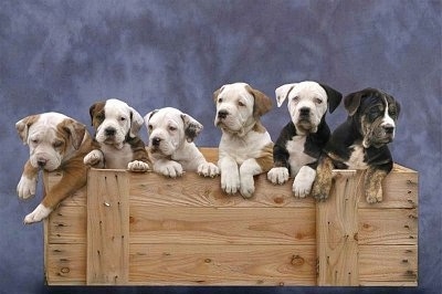 A Litter of Catahoula Bulldog Puppies on a Blue backdrop and they are in a wooden box