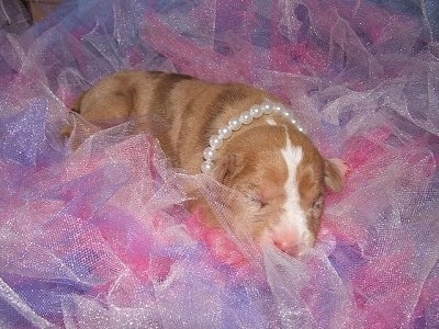 A Catahoula Bulldog Puppy is wearing pearls and laying in pink and purple Frill
