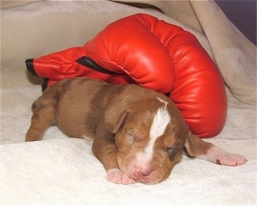 A Catahoula Bulldog Puppy is laying on a towel with a red boxing glove laying next to it
