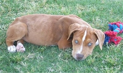 A Catahoula Bulldog puppy is laying in a field with a red and blue rope toy next to its head