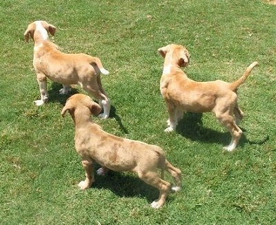 Three Catahoula Bulldog puppies are looking towards the right