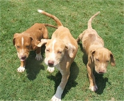 Three Catahoula Bulldog puppies are walking towards the camera holder