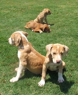 A litter of four Catahoula Bulldog puppies are sitting and laying around in a field