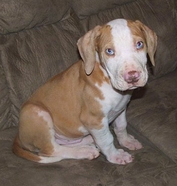 A Catahoula Bulldog puppy is sitting on a couch and looking towards the camera holder