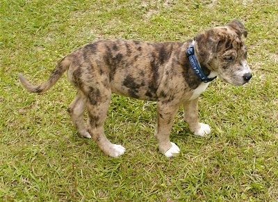 Tinkerbelle a Catahoula Bulldog puppy is standing outside in grass and wearing a blue color and looking to the right