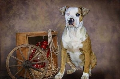 Catahoula Bulldog is sitting next to a wooden box and a lantern is inside of it with a wooden wheel leaning on it and a rope hanging in the corner. The Backdrop is photoshopped