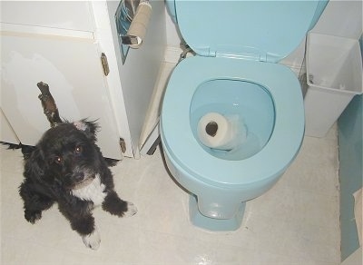 Rozzi the Poodle / Bichon / Scottie mix is sitting in a bathroom next to a toilet with a wet roll of toilet paper in the blue toilet bowl