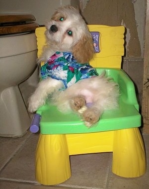 A Cavaton laying on a yellow and green child-size plastic potty chair with an adult size toilet behind it