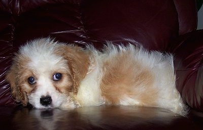 A Cavaton puppy laying on a maroon leather couch looking forward