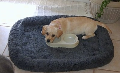 Brandy the Cavestie puppy is laying on a blue dog crate lineer dog bed with her head on a plastic food bowl