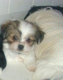 Chi Apso puppy laying on top of a shaggy dog