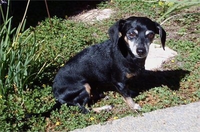 PJ the black with tan Chiweenie is sitting in a yard in front of a paved walkway