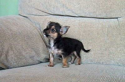 A tiny black, tan and white Chorkie puppy is standing on a couch and looking to the left