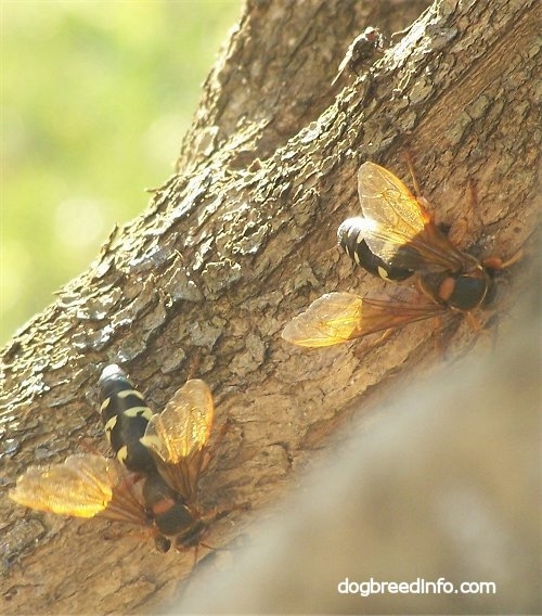 Two Cicada Killer Wasps on a tree
