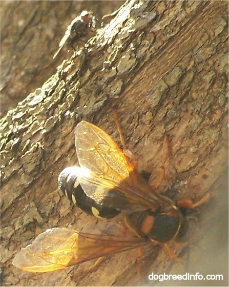 Cicada Killer Wasps on a tree