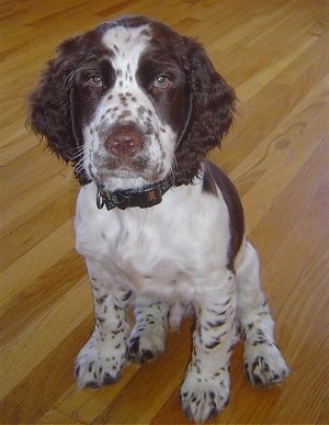 Griffin the Cluminger Spaniel as a Puppy is sitting inside on a hardwood floor and looking at the camera holder