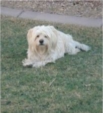 Diego the white, longhaired Cocker Westie is laying in a lawn in front of a sidewalk