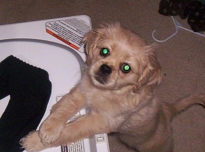 A tan Cockinese puppy is jumped up with her front paws on top of a white machine and looking up
