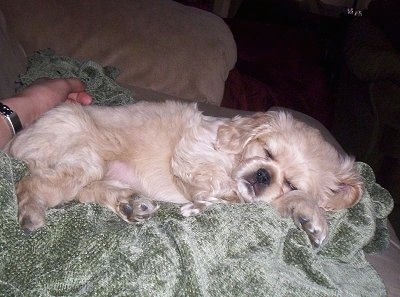 A tan Cockinese puppy is laying on a green blanket, on a couch with a person wearing a watch touching her