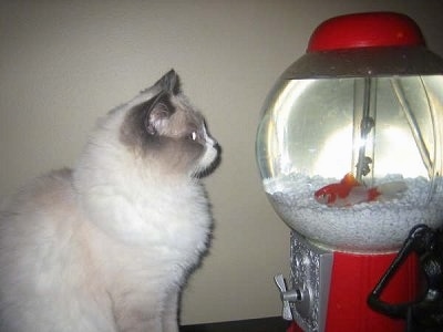 A white with grey ragdoll cat is looking at a gumball fish tank with a Goldfish in it
