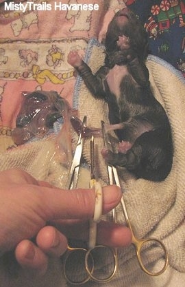 A person is cutting the umbilical cord of a newly born puppy that is laying on its back.