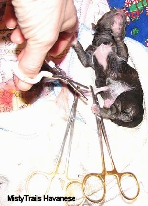 Two pairs of forceps are attached to the umbilical cord of a newly born white with black puppy. A person is cutting the cord with scissors.