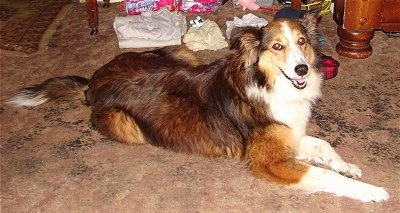 Jasmine the Cosheltie is laying on a carpet in front of folded clothes which are on the floor and looking happily at the camera holder