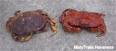 A Dungenous Crab is laying on a sidewalk next to a Red Rock Crab. The Red Rock Crab has bigger claws than the Dungenous Crab.